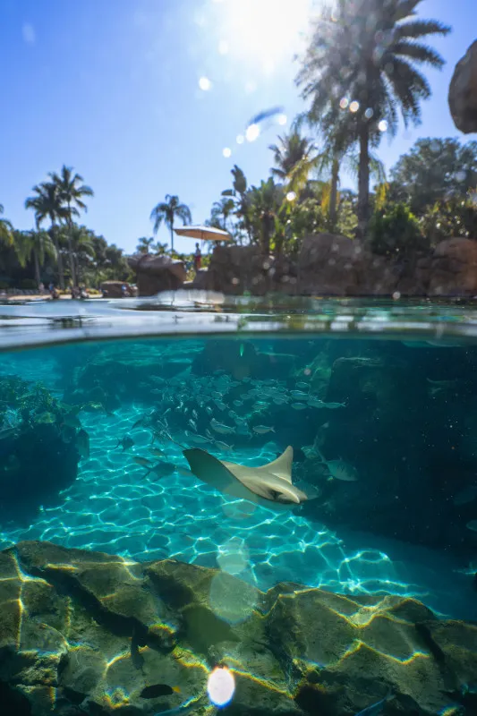 Discovery Cove Day Resort Package